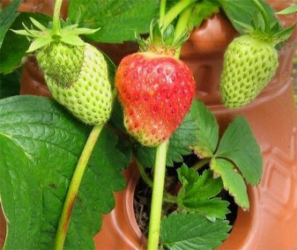 Cum și ce să fertilizeze căpșunile în primăvară