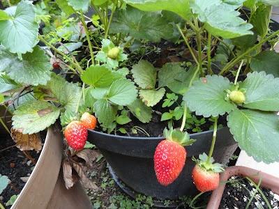 Cum și ce să fertilizeze căpșunile în primăvară