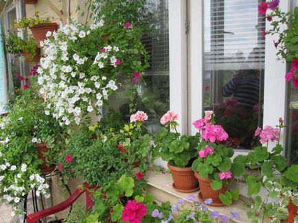 Ce flori să crească pe balconul lumii feminine