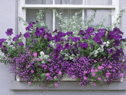 Ce flori să crească pe balconul lumii feminine