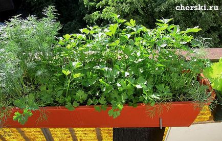 Ce flori să crească pe balconul lumii feminine