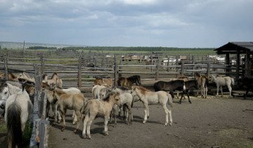 Cum să utilizați șamponul pentru cai și alte trucuri de îngrijire a acestora