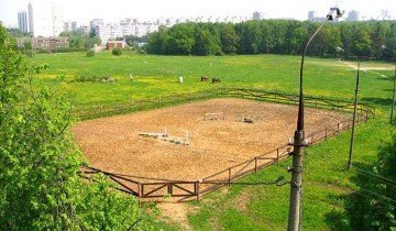 Hogyan kell használni a sampont a lovak és más trükköket, hogy vigyázzon rájuk