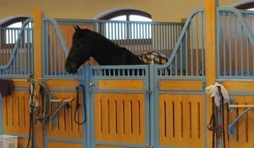 Hogyan kell használni a sampont a lovak és más trükköket, hogy vigyázzon rájuk