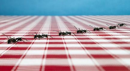 Як позбутися від мурашок в квартирі профілактика і методи боротьби з домашніми мурахами борна