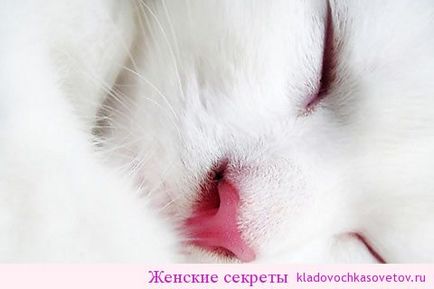 Як кішки висловлюють любов до нас, жіночі секрети