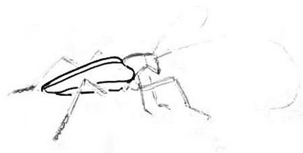 Як намалювати жука збоку