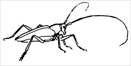 Як намалювати жука збоку