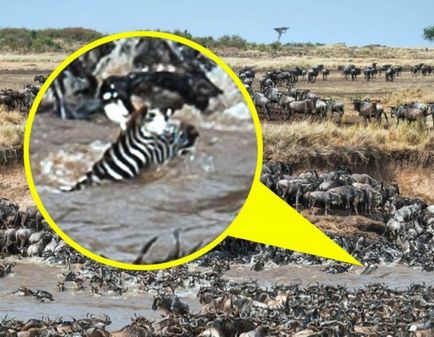 Cum să găsești o zebră în rândul turmelor de la Wildebeest, Top Tops info