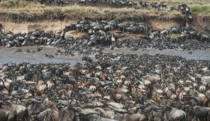 Cum să găsești o zebră în rândul turmelor de la Wildebeest, Top Tops info