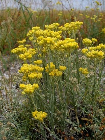 Care este numele plantei medicinale cu flori galbene?