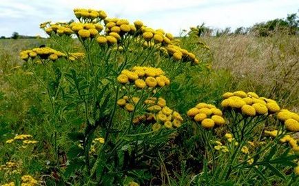 Care este numele plantei medicinale cu flori galbene?