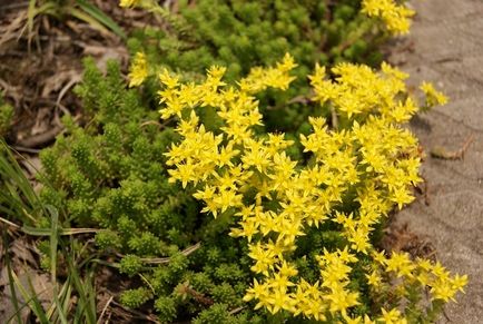 Care este numele plantei medicinale cu flori galbene?