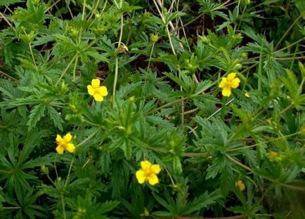 Care este numele plantei medicinale cu flori galbene?