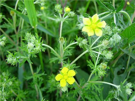 Care este numele plantei medicinale cu flori galbene?