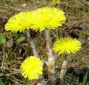 Care este numele plantei medicinale cu flori galbene?