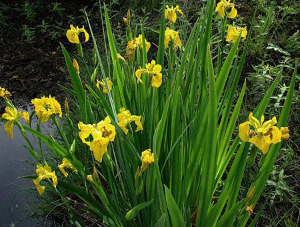Care este numele plantei medicinale cu flori galbene?