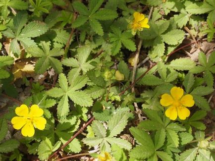 Care este numele plantei medicinale cu flori galbene?