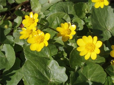 Care este numele plantei medicinale cu flori galbene?