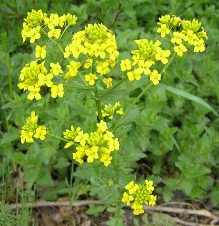 Care este numele plantei medicinale cu flori galbene?