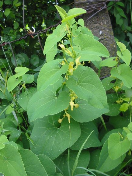 Care este numele plantei medicinale cu flori galbene?