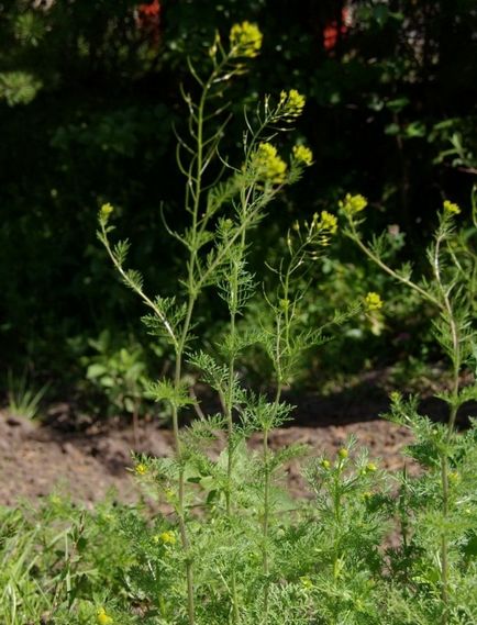 Care este numele plantei medicinale cu flori galbene?