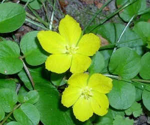 Care este numele plantei medicinale cu flori galbene?