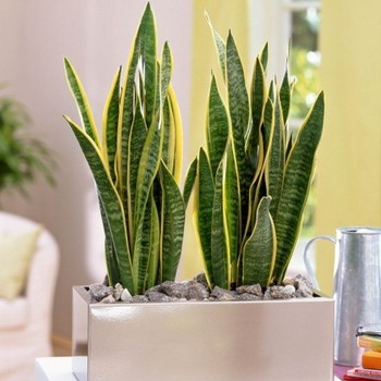 Як очистити повітря в квартирі та будинку зробити повітря чистішим рослинами