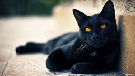 Cum culoarea unei pisici îi afectează caracterul animalelor domestice