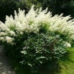 Cum să planteze Pelargonium în zona de îngrijire de vară