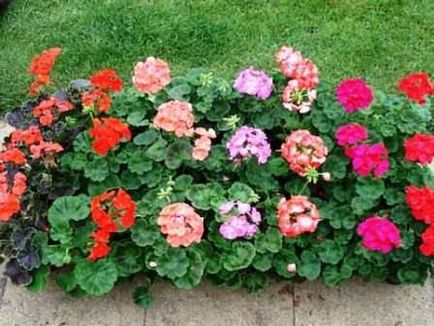 Cum să planteze Pelargonium în zona de îngrijire de vară