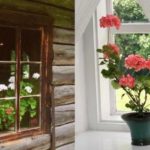 Cum să planteze Pelargonium în zona de îngrijire de vară