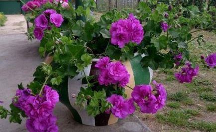 Cum să planteze Pelargonium în zona de îngrijire de vară