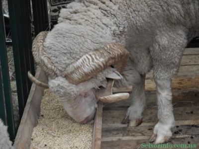 Cum să hrăniți oile în mod corespunzător