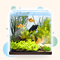 Cum să porniți un acvariu cu plante vii