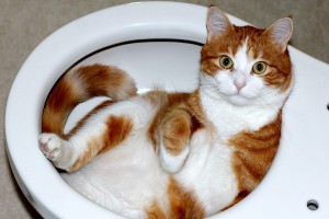 Cum să obișnuim pisica la toaletă