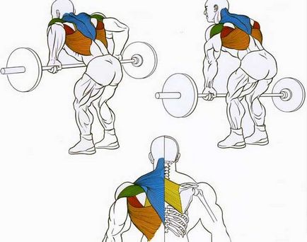 Cum să pompez mușchii latissimus din spate, academia de sport