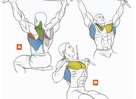 Cum să pompez mușchii latissimus din spate, academia de sport