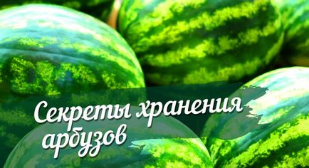 Як зберегти кавун до нового року вибір сорту, термін зберігання і обробка