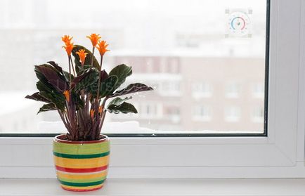 Як зберегти кімнатні квіти взимку
