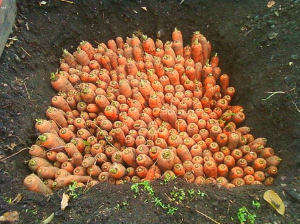 Як зберегти моркву на зиму в землі на грядці або в ямі