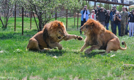 Cum se ajunge de la Simferopol la Koktebel