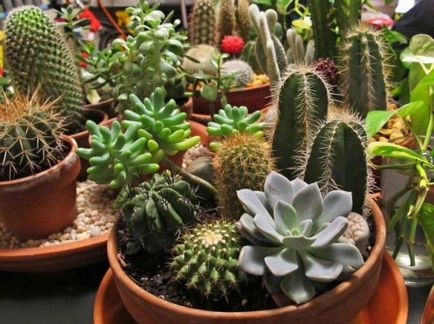 Nume de cacti și fotografie de plante de interior, cum să aibă grijă la domiciliu, tipuri de acasă