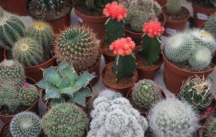 Nume de cacti și fotografie de plante de interior, cum să aibă grijă la domiciliu, tipuri de acasă