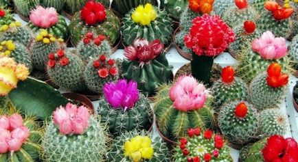 Nume de cacti și fotografie de plante de interior, cum să aibă grijă la domiciliu, tipuri de acasă