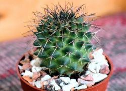 Nume de cacti și fotografie de plante de interior, cum să aibă grijă la domiciliu, tipuri de acasă