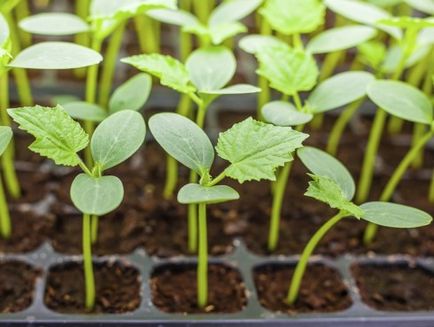 Cum să aibă grijă de semințele de castravete înainte de a planta un mesager, mesager