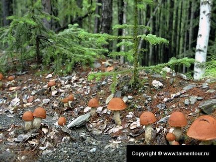 Cum să aflăm că pădurea este o ciupercă ca să intri în pădure pentru a găsi un loc de ciuperci