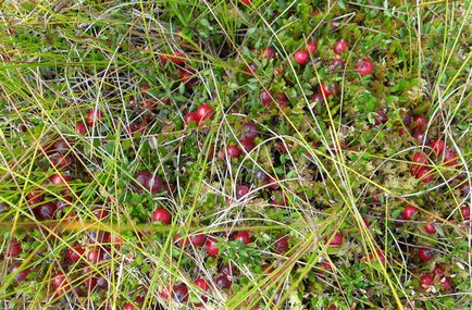 Cum se păstrează cranberries acasă