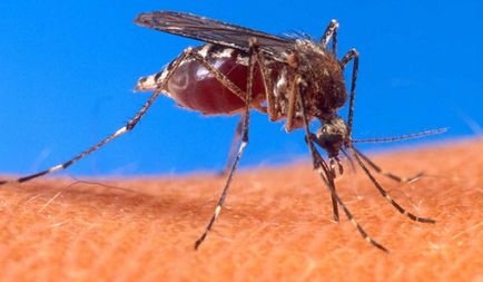 Як захиститися від комарів 24 травня 2016 - сам собі цілитель